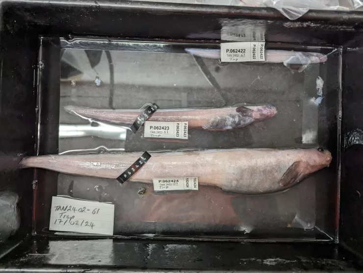 вчені, дослідження, океан, нові види, біорізноманіття, проєкт, Nekton Ocean Census