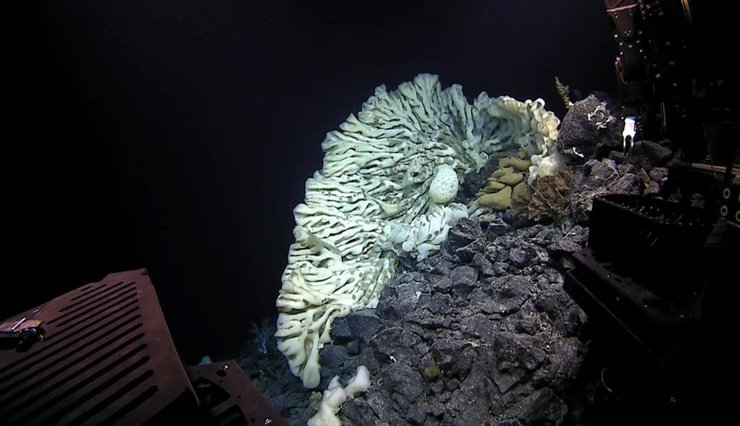 губка океан рекорд