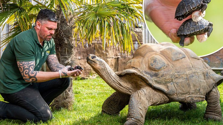 черепахи, доглядач зоопарку, зоопарк, фото