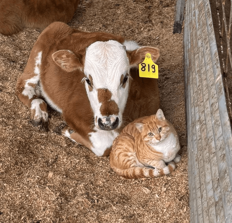 Кот-управляющий