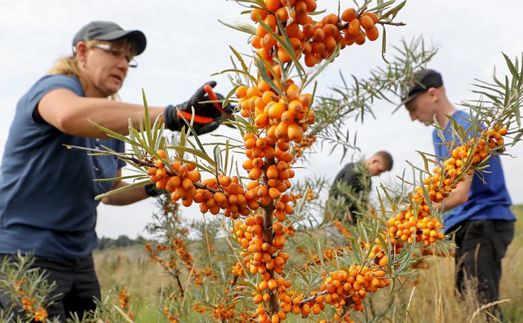 суперфуды, пищевые добавки, продукты для мозга, облепиха