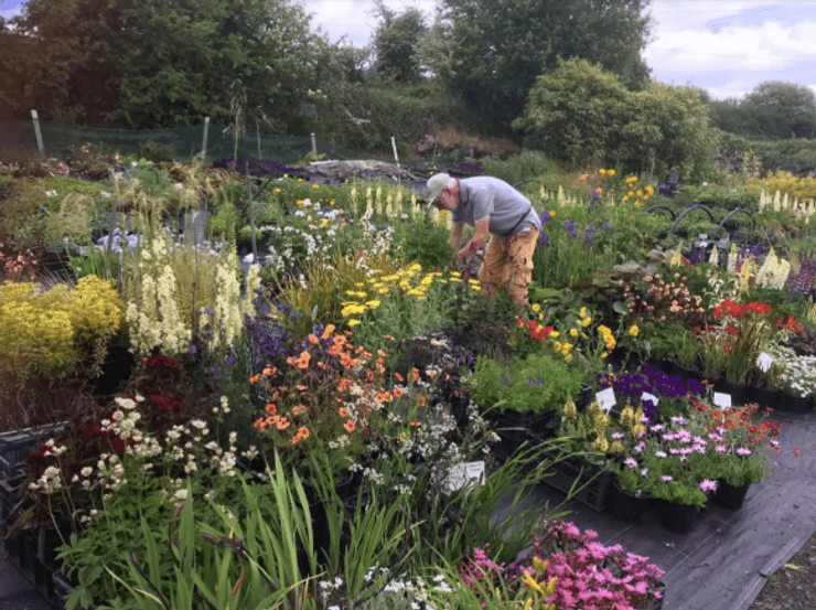 Хобби Мура — выращивание цветов в саду