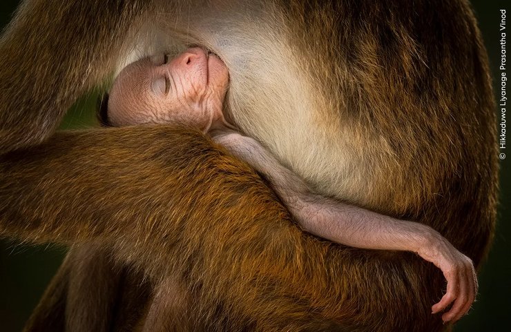 фотграф дикої природи, фотограф дикої природи макака, макака фотграф дикої природи, фотограф дикої природи
