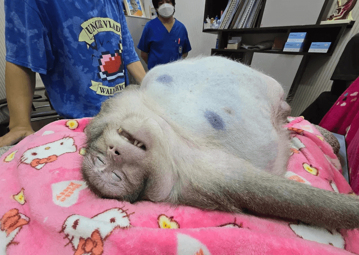 Умерла самая толстая обезьяна, толстая обезьяна, животное по кличке Годзилла, макака с лишним весом, мертвая обезьяна