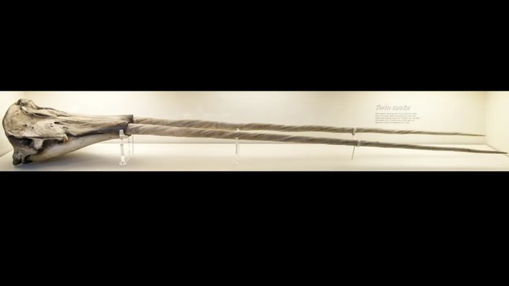 нарвал с двумя бивнями