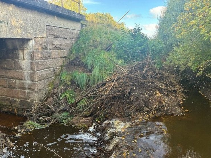 Последствия построенной бобром плотины в Дании