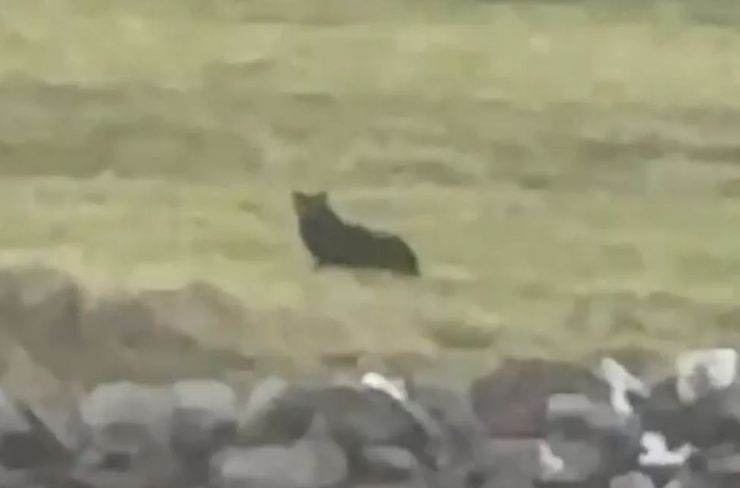 Дикая черная кошка, животные, хищники, находка, легенда стала правдой, интересные истории