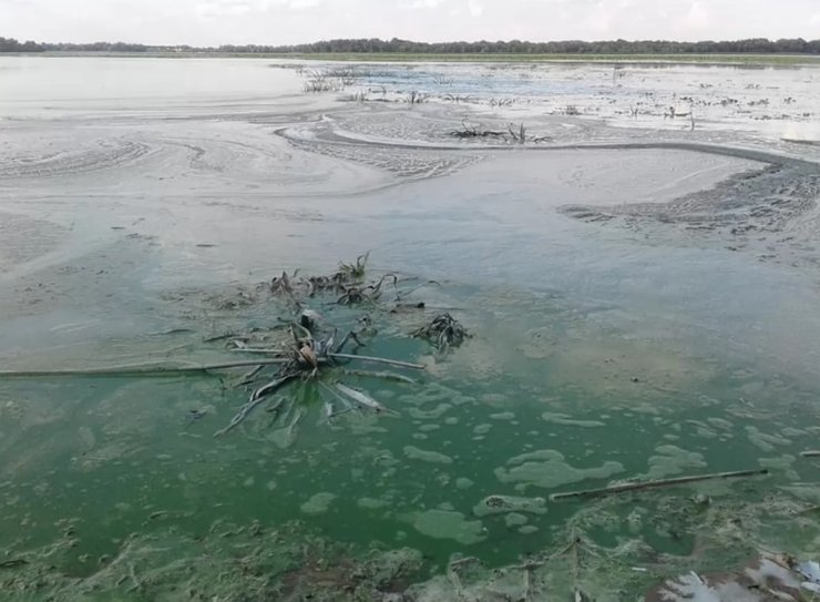 водорості, річки, цвітіння води, синьо-зелені водорості