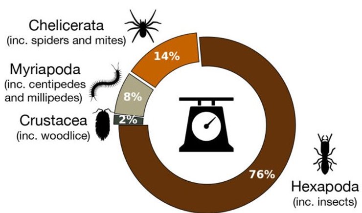 членистоногие статистика