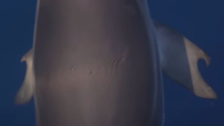 дельфін пальці ласти