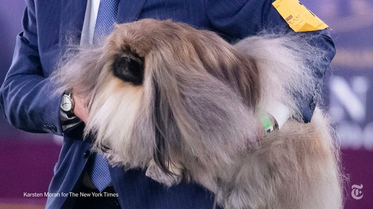 пекинес Васаби, хозяин, Дэвид Фицпатрик