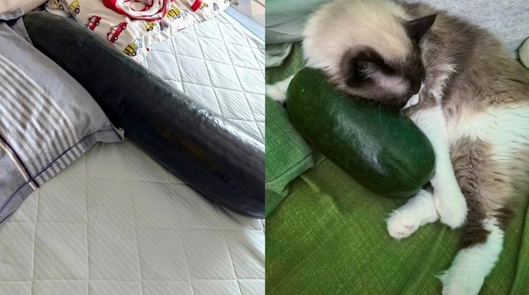 зимняя дыня дети