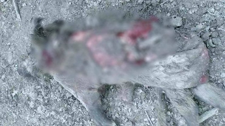 Свинья, Прикарпатье, медведь