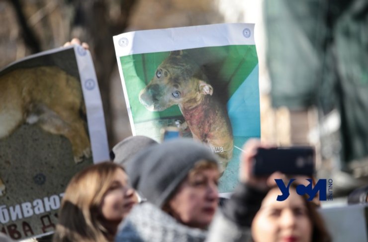 мітинг, Одеса, жорстоке поводження з тваринами
