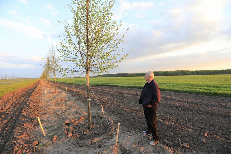 липи у посадки