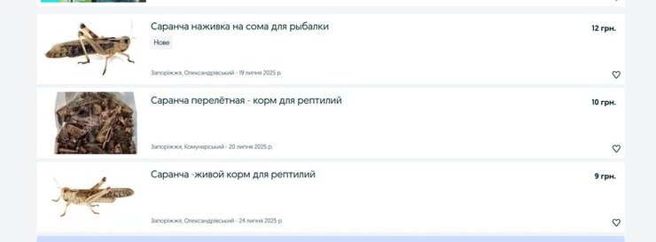 Цены на саранчу колеблются от 9 до 12 гривен