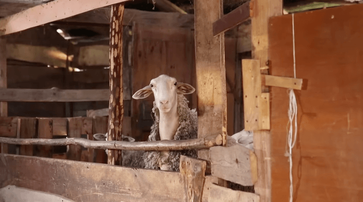 Юлія займається тваринами