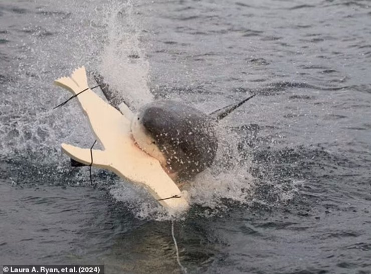 акула, акула охота, охота акула