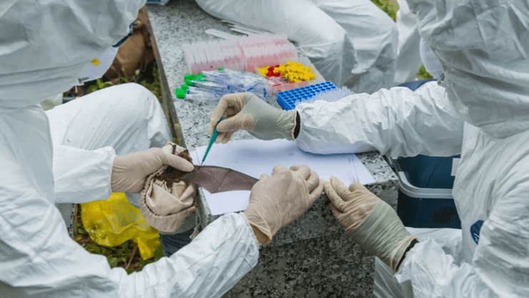 вирус COVID-19, происхождение COVID-19, Ухань, летучая мышь