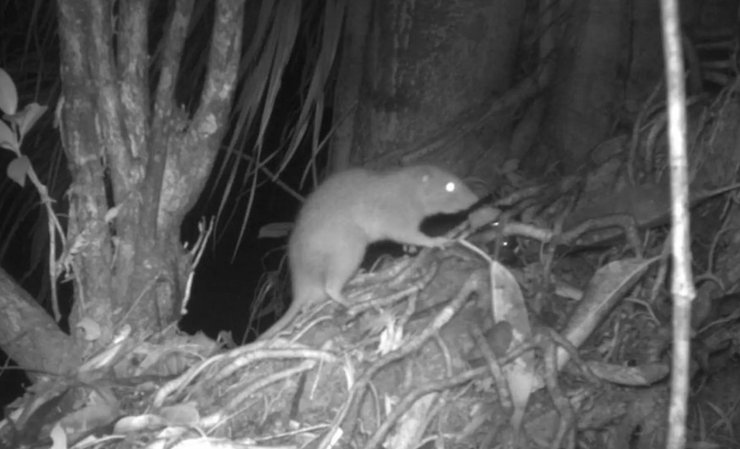 гигантская крыса