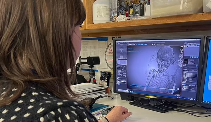 мумия, саркофаг