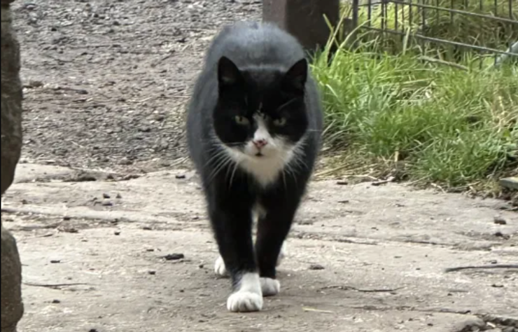 Кота нашли после 9 лет поисков, домашние животные, Люси Уоррингтон, Великобритания, невероятные истории из жизни, фото