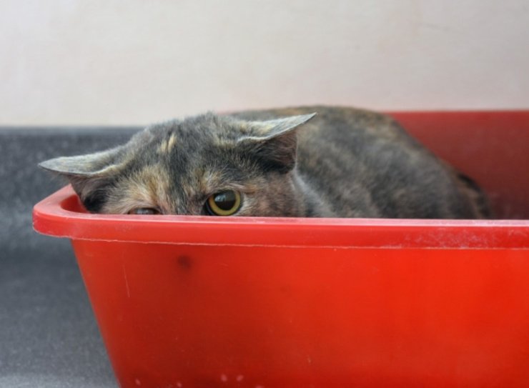 кошка страх