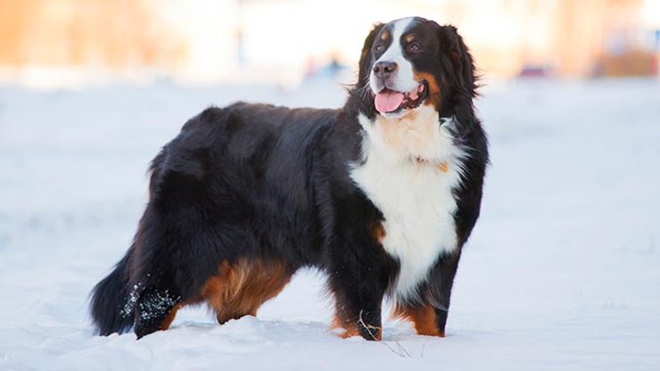 Бернський зенненхунд собака