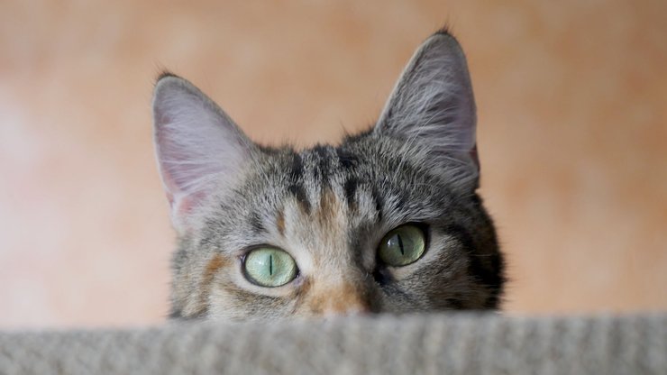 стол, кошка, уши, глаза, изображение