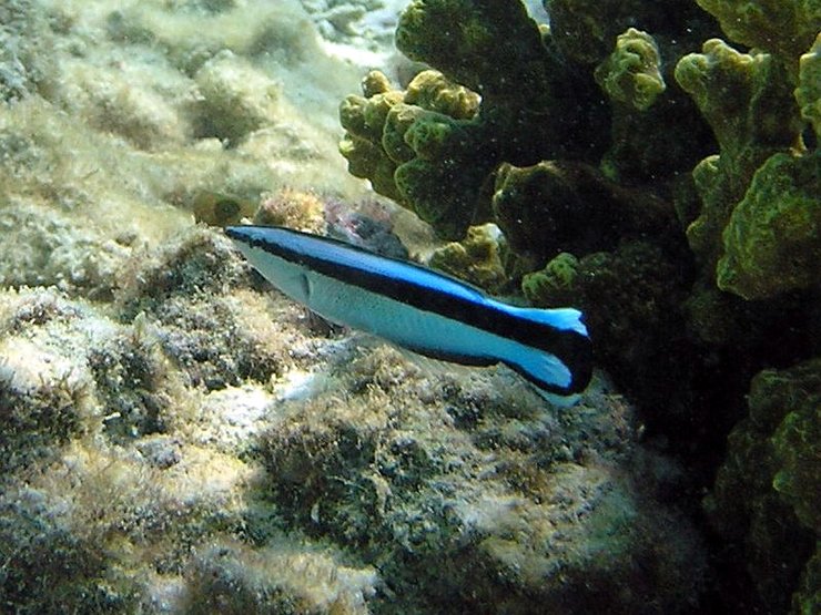 Labroides dimidiatus Взаимодействие между видами носит гибкий характер