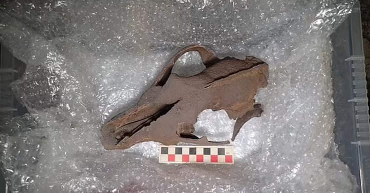 кость животного, ледниковый период, останки древнего живтного