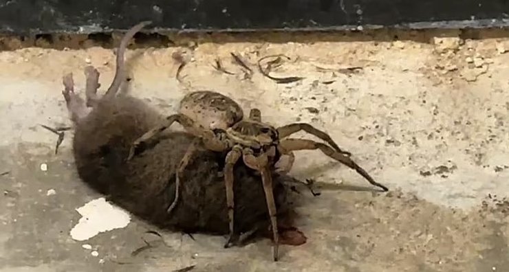 паук и мышь, паук пожирает мышь