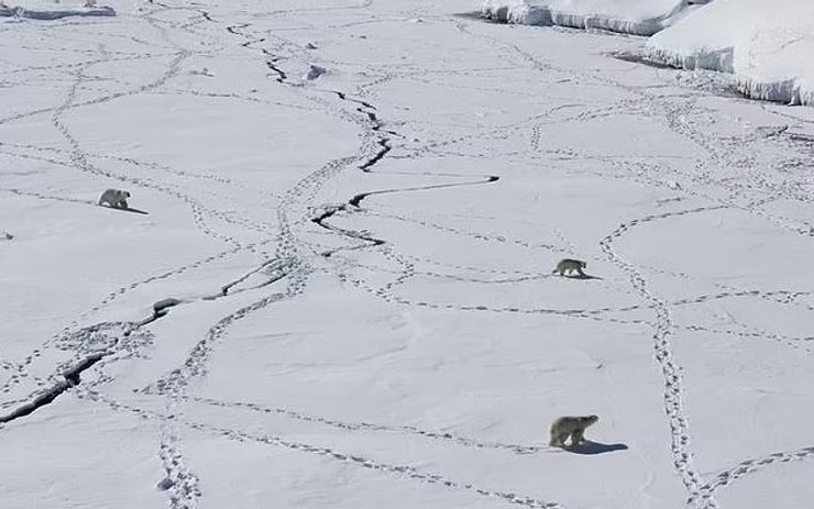 Белые медведи страдают из-за изменения климата
