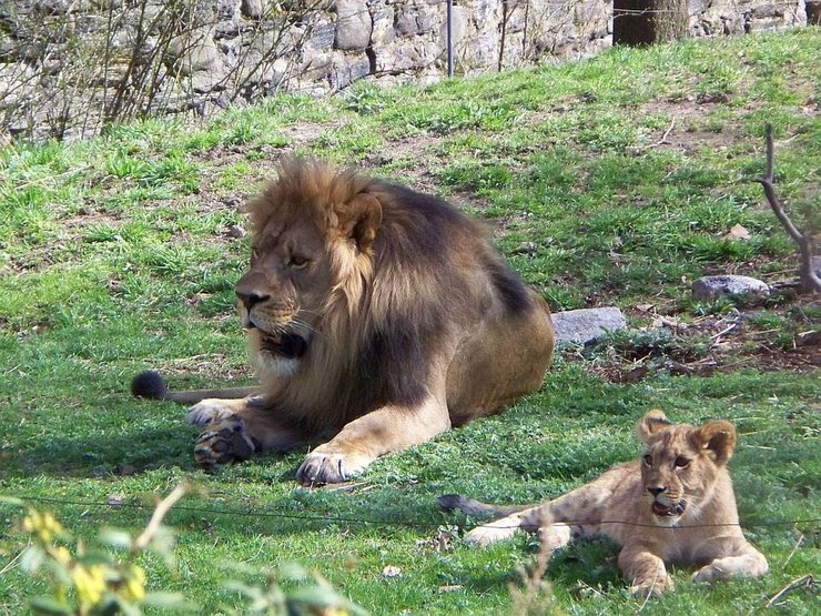 львы, зоопарк