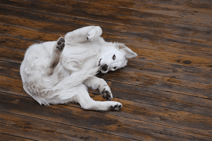 собака, хвост, пол, фото