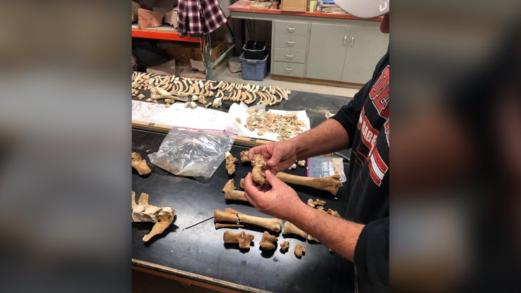 кістки, копитне тварина, скелет