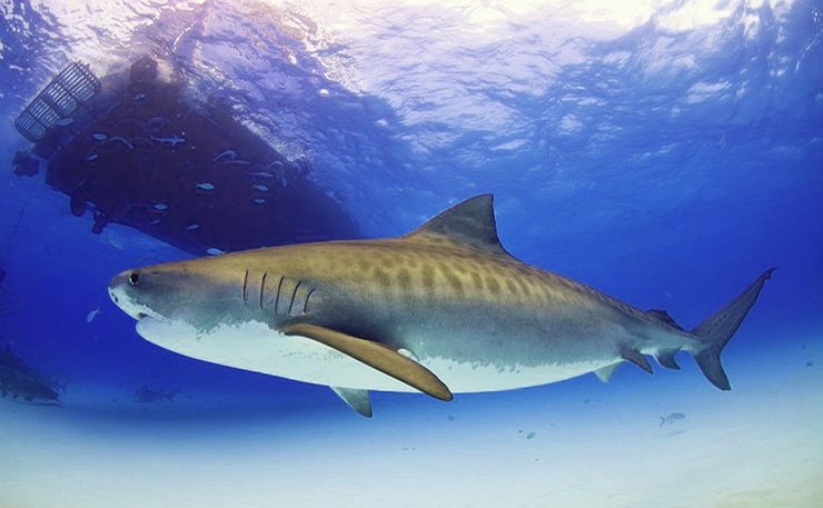 тигровая акула