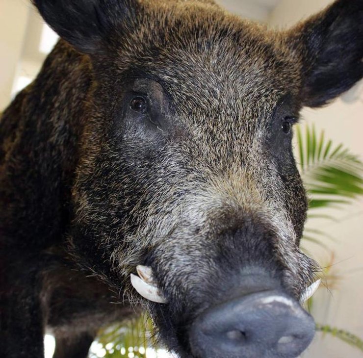 Супервиньи размножаются в Канаде, свинья, гибрид дикого кабана, экологическая катастрофа, популяция выходит из-под контроля,