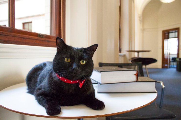 Кот Гладстоун фото