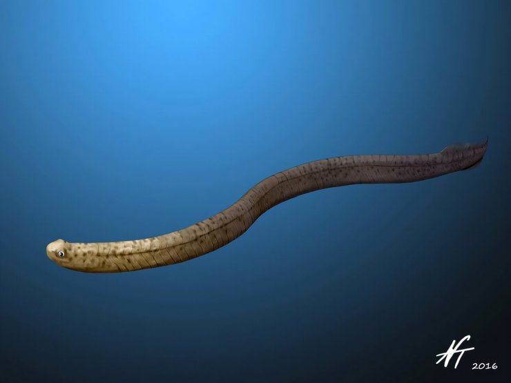 как эволюционировали морские животные