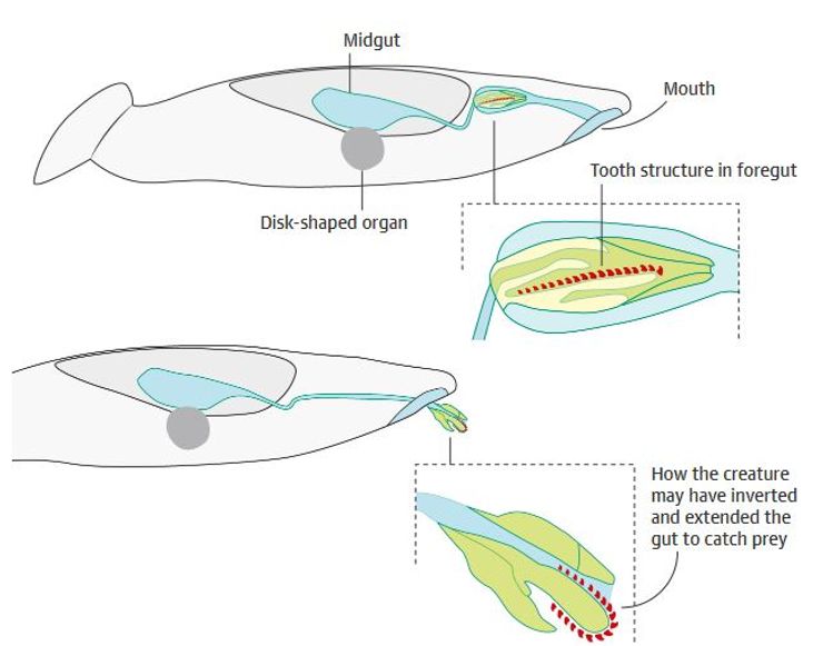 Структура строения "инопланетной рыбки".