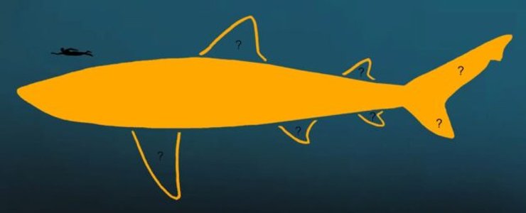 мегалодон, размер мегалодона, мегалодон размер