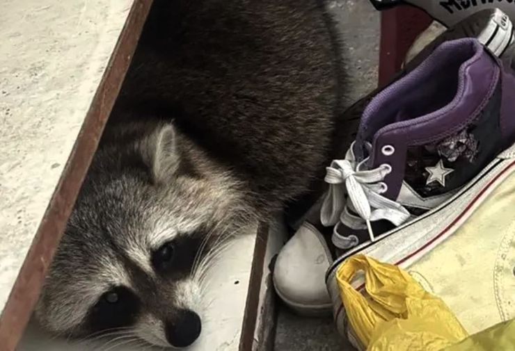 Чоловік знайшов в ящику для взуття живого єнота, як він там опинився, цікаві історії, курйози, смішні випадки