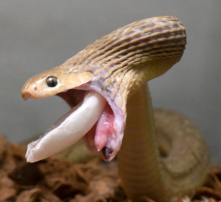 Яйцеїд Ганса