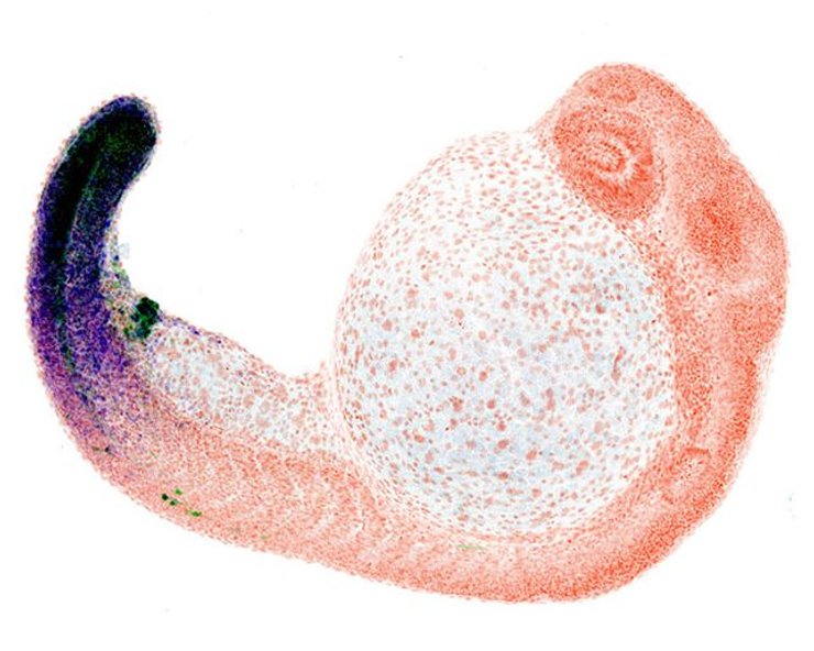 ембріон рибки даніо