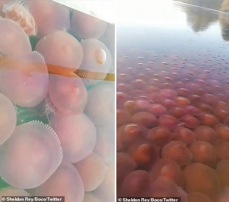 медузы, филиппины