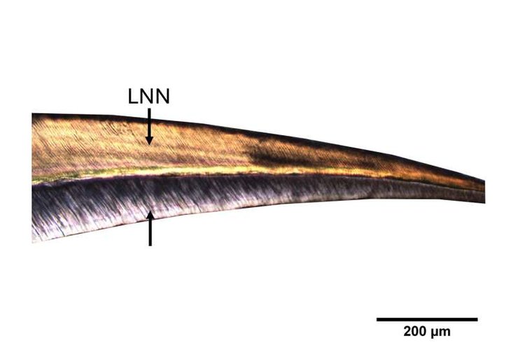 иберийцы, археологи, археология, раскопки, захоронения, дети, находка, исследования, младенцы, зубы, рождение, роды, здоровье, наука, культура