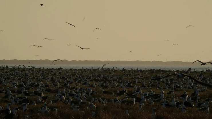 темноспинний альбатрос