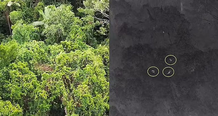 кенгуру, древесные кенгуру, кенгуру беннетта