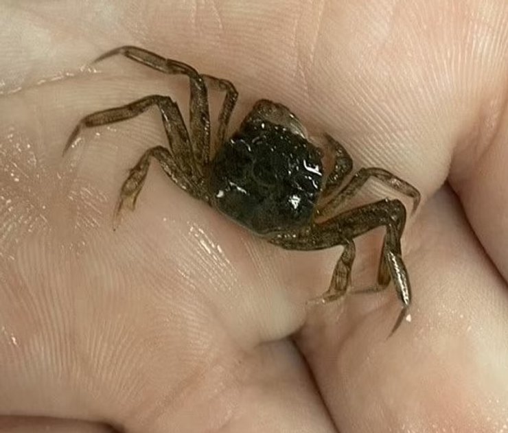 дитинчата мохнаторукий краб